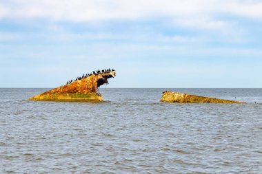 Bir gemi enkazının paslı kalıntıları, sayısız siyah kuşa tüneme olanağı sağlayan sakin, koyu mavi denizden ortaya çıkar. Gökyüzü bulutlu. Cape May New Jersey 'de perili sahil manzarası.