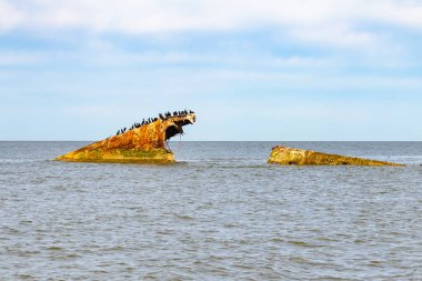 Bir gemi enkazının paslı kalıntıları, sayısız siyah kuşa tüneme olanağı sağlayan sakin, koyu mavi denizden ortaya çıkar. Gökyüzü bulutlu. Cape May New Jersey 'de perili sahil manzarası.