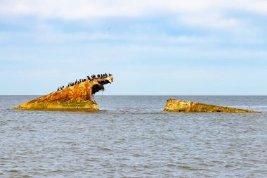 Bir gemi enkazının paslı kalıntıları, sayısız siyah kuşa tüneme olanağı sağlayan sakin, koyu mavi denizden ortaya çıkar. Gökyüzü bulutlu. Cape May New Jersey 'de perili sahil manzarası.