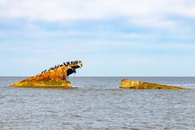 Bir gemi enkazının paslı kalıntıları, sayısız siyah kuşa tüneme olanağı sağlayan sakin, koyu mavi denizden ortaya çıkar. Gökyüzü bulutlu. Cape May New Jersey 'de perili sahil manzarası.