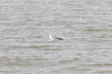 Benekli gri ve beyaz tüylü kırmızı boğazlı bir dalgıç kuşu yumuşak, bulutlu bir gökyüzünün altında dalgalı, kahverengimsi bir su üzerinde süzülür. Çevresindeki zarif su kuşları.