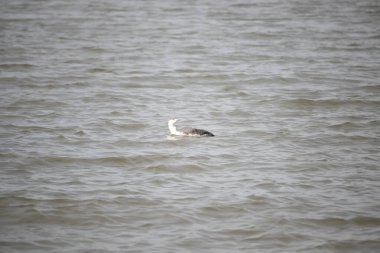 Benekli gri ve beyaz tüylü kırmızı boğazlı bir dalgıç kuşu yumuşak, bulutlu bir gökyüzünün altında dalgalı, kahverengimsi bir su üzerinde süzülür. Çevresindeki zarif su kuşları.