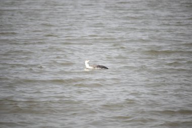 Benekli gri ve beyaz tüylü kırmızı boğazlı bir dalgıç kuşu yumuşak, bulutlu bir gökyüzünün altında dalgalı, kahverengimsi bir su üzerinde süzülür. Çevresindeki zarif su kuşları.