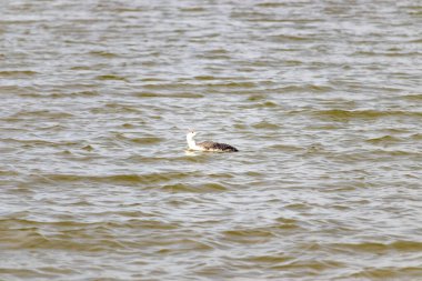 Benekli gri ve beyaz tüylü kırmızı boğazlı bir dalgıç kuşu yumuşak, bulutlu bir gökyüzünün altında dalgalı, kahverengimsi bir su üzerinde süzülür. Çevresindeki zarif su kuşları.
