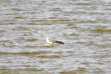 Benekli gri ve beyaz tüylü kırmızı boğazlı bir dalgıç kuşu yumuşak, bulutlu bir gökyüzünün altında dalgalı, kahverengimsi bir su üzerinde süzülür. Çevresindeki zarif su kuşları.