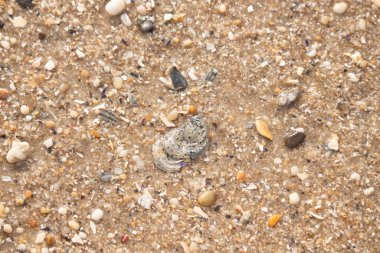 Gri ve siyah lekeli desenli bir istiridye kabuğu güneşli bir sahilde renkli çakıl taşları ve kum parçalarının karışımının ortasında yatar. Kıyı Bulgusu.
