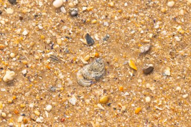 Gri ve siyah lekeli desenli bir istiridye kabuğu güneşli bir sahilde renkli çakıl taşları ve kum parçalarının karışımının ortasında yatar. Kıyı Bulgusu.