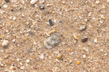 Gri ve siyah lekeli desenli bir istiridye kabuğu güneşli bir sahilde renkli çakıl taşları ve kum parçalarının karışımının ortasında yatar. Kıyı Bulgusu.