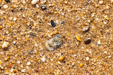 Gri ve siyah lekeli desenli bir istiridye kabuğu güneşli bir sahilde renkli çakıl taşları ve kum parçalarının karışımının ortasında yatar. Kıyı Bulgusu.