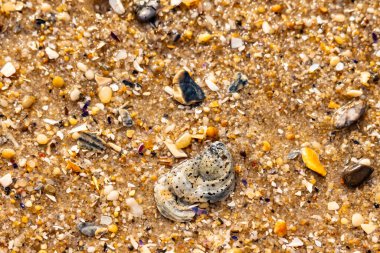 Gri ve siyah lekeli desenli bir istiridye kabuğu güneşli bir sahilde renkli çakıl taşları ve kum parçalarının karışımının ortasında yatar. Kıyı Bulgusu.