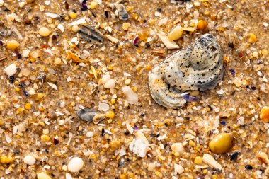 Gri ve siyah lekeli desenli bir istiridye kabuğu güneşli bir sahilde renkli çakıl taşları ve kum parçalarının karışımının ortasında yatar. Kıyı Bulgusu.