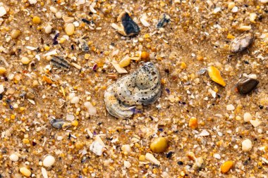 Gri ve siyah lekeli desenli bir istiridye kabuğu güneşli bir sahilde renkli çakıl taşları ve kum parçalarının karışımının ortasında yatar. Kıyı Bulgusu.