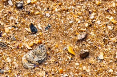 Gri ve siyah lekeli desenli bir istiridye kabuğu güneşli bir sahilde renkli çakıl taşları ve kum parçalarının karışımının ortasında yatar. Kıyı Bulgusu.