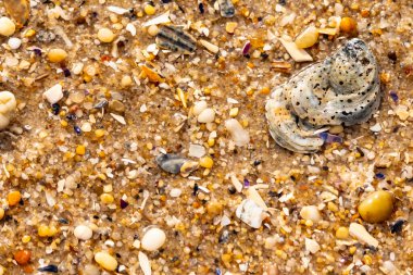 Gri ve siyah lekeli desenli bir istiridye kabuğu güneşli bir sahilde renkli çakıl taşları ve kum parçalarının karışımının ortasında yatar. Kıyı Bulgusu.