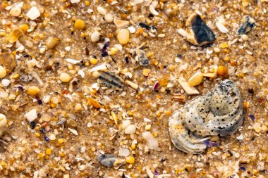 Gri ve siyah lekeli desenli bir istiridye kabuğu güneşli bir sahilde renkli çakıl taşları ve kum parçalarının karışımının ortasında yatar. Kıyı Bulgusu.