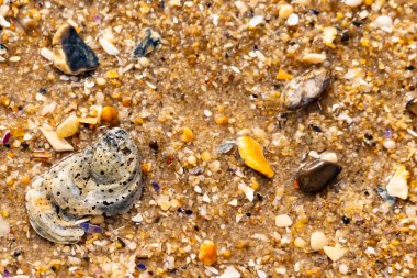 Gri ve siyah lekeli desenli bir istiridye kabuğu güneşli bir sahilde renkli çakıl taşları ve kum parçalarının karışımının ortasında yatar. Kıyı Bulgusu.