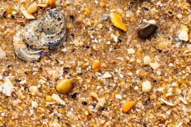 Gri ve siyah lekeli desenli bir istiridye kabuğu güneşli bir sahilde renkli çakıl taşları ve kum parçalarının karışımının ortasında yatar. Kıyı Bulgusu.