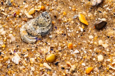 Gri ve siyah lekeli desenli bir istiridye kabuğu güneşli bir sahilde renkli çakıl taşları ve kum parçalarının karışımının ortasında yatar. Kıyı Bulgusu.