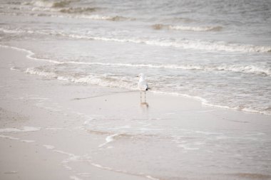 Yalnız bir martı, yumuşak dalgalar kumlu sahile vururken suyun kenarında duruyor. Huzurlu bir sahil anı. Kuş doğal ortamında..