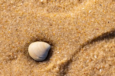 Issız, pürüzsüz, beyaz ve mavi deniz tarağı kabuğu kaba, altın kum üzerinde uzanır ve minimalist bir plaj sahnesi yaratır. Kumun dokusu kabuğun pürüzsüz yüzeyi ile çelişiyor..