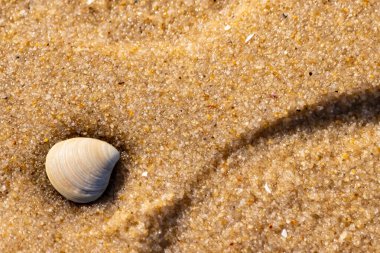 Issız, pürüzsüz, beyaz ve mavi deniz tarağı kabuğu kaba, altın kum üzerinde uzanır ve minimalist bir plaj sahnesi yaratır. Kumun dokusu kabuğun pürüzsüz yüzeyi ile çelişiyor..