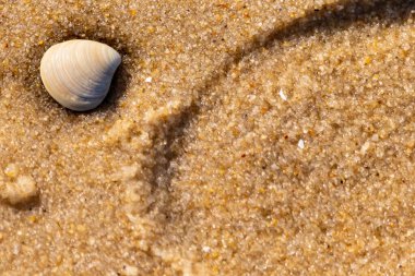 Issız, pürüzsüz, beyaz ve mavi deniz tarağı kabuğu kaba, altın kum üzerinde uzanır ve minimalist bir plaj sahnesi yaratır. Kumun dokusu kabuğun pürüzsüz yüzeyi ile çelişiyor..