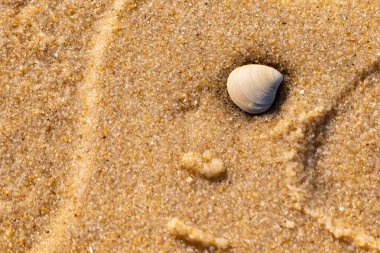 Issız, pürüzsüz, beyaz ve mavi deniz tarağı kabuğu kaba, altın kum üzerinde uzanır ve minimalist bir plaj sahnesi yaratır. Kumun dokusu kabuğun pürüzsüz yüzeyi ile çelişiyor..