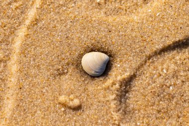 Issız, pürüzsüz, beyaz ve mavi deniz tarağı kabuğu kaba, altın kum üzerinde uzanır ve minimalist bir plaj sahnesi yaratır. Kumun dokusu kabuğun pürüzsüz yüzeyi ile çelişiyor..