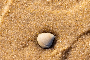 Issız, pürüzsüz, beyaz ve mavi deniz tarağı kabuğu kaba, altın kum üzerinde uzanır ve minimalist bir plaj sahnesi yaratır. Kumun dokusu kabuğun pürüzsüz yüzeyi ile çelişiyor..