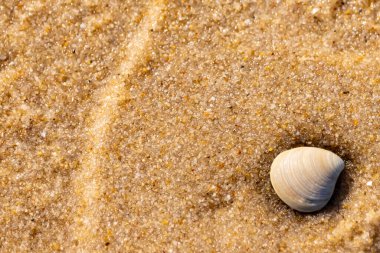 Issız, pürüzsüz, beyaz ve mavi deniz tarağı kabuğu kaba, altın kum üzerinde uzanır ve minimalist bir plaj sahnesi yaratır. Kumun dokusu kabuğun pürüzsüz yüzeyi ile çelişiyor..