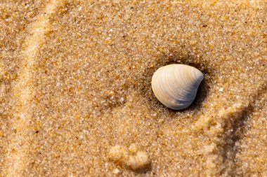 Issız, pürüzsüz, beyaz ve mavi deniz tarağı kabuğu kaba, altın kum üzerinde uzanır ve minimalist bir plaj sahnesi yaratır. Kumun dokusu kabuğun pürüzsüz yüzeyi ile çelişiyor..