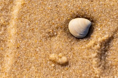 Issız, pürüzsüz, beyaz ve mavi deniz tarağı kabuğu kaba, altın kum üzerinde uzanır ve minimalist bir plaj sahnesi yaratır. Kumun dokusu kabuğun pürüzsüz yüzeyi ile çelişiyor..