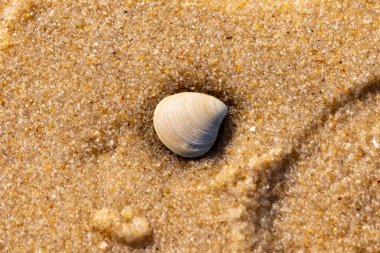 Issız, pürüzsüz, beyaz ve mavi deniz tarağı kabuğu kaba, altın kum üzerinde uzanır ve minimalist bir plaj sahnesi yaratır. Kumun dokusu kabuğun pürüzsüz yüzeyi ile çelişiyor..