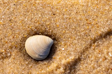 Issız, pürüzsüz, beyaz ve mavi deniz tarağı kabuğu kaba, altın kum üzerinde uzanır ve minimalist bir plaj sahnesi yaratır. Kumun dokusu kabuğun pürüzsüz yüzeyi ile çelişiyor..