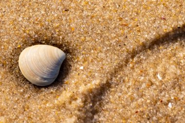 Issız, pürüzsüz, beyaz ve mavi deniz tarağı kabuğu kaba, altın kum üzerinde uzanır ve minimalist bir plaj sahnesi yaratır. Kumun dokusu kabuğun pürüzsüz yüzeyi ile çelişiyor..