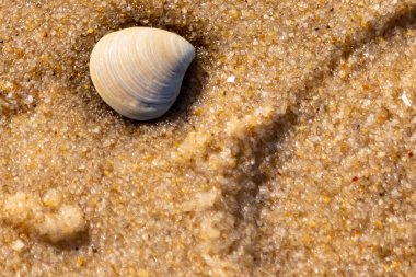 Issız, pürüzsüz, beyaz ve mavi deniz tarağı kabuğu kaba, altın kum üzerinde uzanır ve minimalist bir plaj sahnesi yaratır. Kumun dokusu kabuğun pürüzsüz yüzeyi ile çelişiyor..