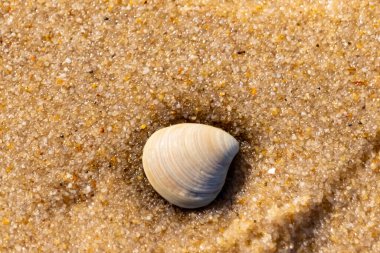 Issız, pürüzsüz, beyaz ve mavi deniz tarağı kabuğu kaba, altın kum üzerinde uzanır ve minimalist bir plaj sahnesi yaratır. Kumun dokusu kabuğun pürüzsüz yüzeyi ile çelişiyor..