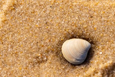 Issız, pürüzsüz, beyaz ve mavi deniz tarağı kabuğu kaba, altın kum üzerinde uzanır ve minimalist bir plaj sahnesi yaratır. Kumun dokusu kabuğun pürüzsüz yüzeyi ile çelişiyor..