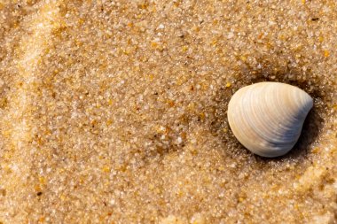 Issız, pürüzsüz, beyaz ve mavi deniz tarağı kabuğu kaba, altın kum üzerinde uzanır ve minimalist bir plaj sahnesi yaratır. Kumun dokusu kabuğun pürüzsüz yüzeyi ile çelişiyor..