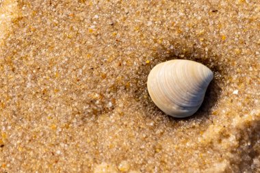 Issız, pürüzsüz, beyaz ve mavi deniz tarağı kabuğu kaba, altın kum üzerinde uzanır ve minimalist bir plaj sahnesi yaratır. Kumun dokusu kabuğun pürüzsüz yüzeyi ile çelişiyor..