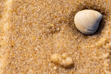 Issız, pürüzsüz, beyaz ve mavi deniz tarağı kabuğu kaba, altın kum üzerinde uzanır ve minimalist bir plaj sahnesi yaratır. Kumun dokusu kabuğun pürüzsüz yüzeyi ile çelişiyor..