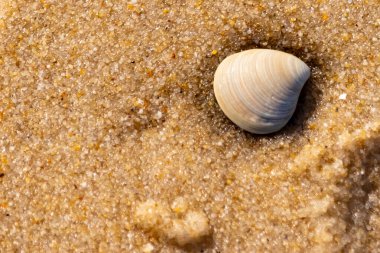 Issız, pürüzsüz, beyaz ve mavi deniz tarağı kabuğu kaba, altın kum üzerinde uzanır ve minimalist bir plaj sahnesi yaratır. Kumun dokusu kabuğun pürüzsüz yüzeyi ile çelişiyor..