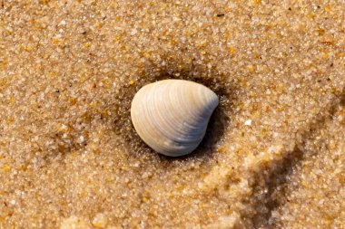 Issız, pürüzsüz, beyaz ve mavi deniz tarağı kabuğu kaba, altın kum üzerinde uzanır ve minimalist bir plaj sahnesi yaratır. Kumun dokusu kabuğun pürüzsüz yüzeyi ile çelişiyor..