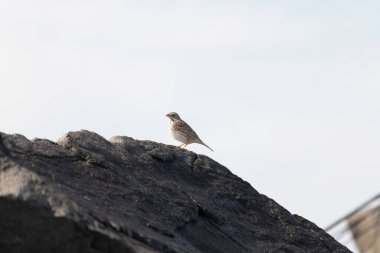 Kırmızımsı tacı ve çizgili tüylü tüyü parlak, bulutlu bir gökyüzüne karşı dokulu bir kayanın üzerinde duran küçük renkli bir Baird Serçesi. Kuş izleme resmi.