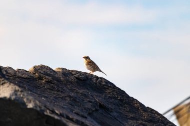 Kırmızımsı tacı ve çizgili tüylü tüyü parlak, bulutlu bir gökyüzüne karşı dokulu bir kayanın üzerinde duran küçük renkli bir Baird Serçesi. Kuş izleme resmi.