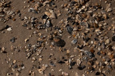 Detaylı bir yakın plan, renkli deniz kabukları, pürüzsüz çakıl taşları ve belirgin koyu renkli istiridye kabuğu parçalarıyla dağılmış desenli kumlu bir sahili ortaya çıkarıyor..
