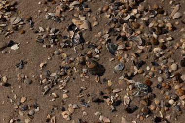 Detaylı bir yakın plan, renkli deniz kabukları, pürüzsüz çakıl taşları ve belirgin koyu renkli istiridye kabuğu parçalarıyla dağılmış desenli kumlu bir sahili ortaya çıkarıyor..