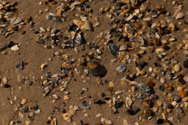 Detaylı bir yakın plan, renkli deniz kabukları, pürüzsüz çakıl taşları ve belirgin koyu renkli istiridye kabuğu parçalarıyla dağılmış desenli kumlu bir sahili ortaya çıkarıyor..