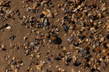 Detaylı bir yakın plan, renkli deniz kabukları, pürüzsüz çakıl taşları ve belirgin koyu renkli istiridye kabuğu parçalarıyla dağılmış desenli kumlu bir sahili ortaya çıkarıyor..