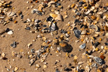 Detaylı bir yakın plan, renkli deniz kabukları, pürüzsüz çakıl taşları ve belirgin koyu renkli istiridye kabuğu parçalarıyla dağılmış desenli kumlu bir sahili ortaya çıkarıyor..